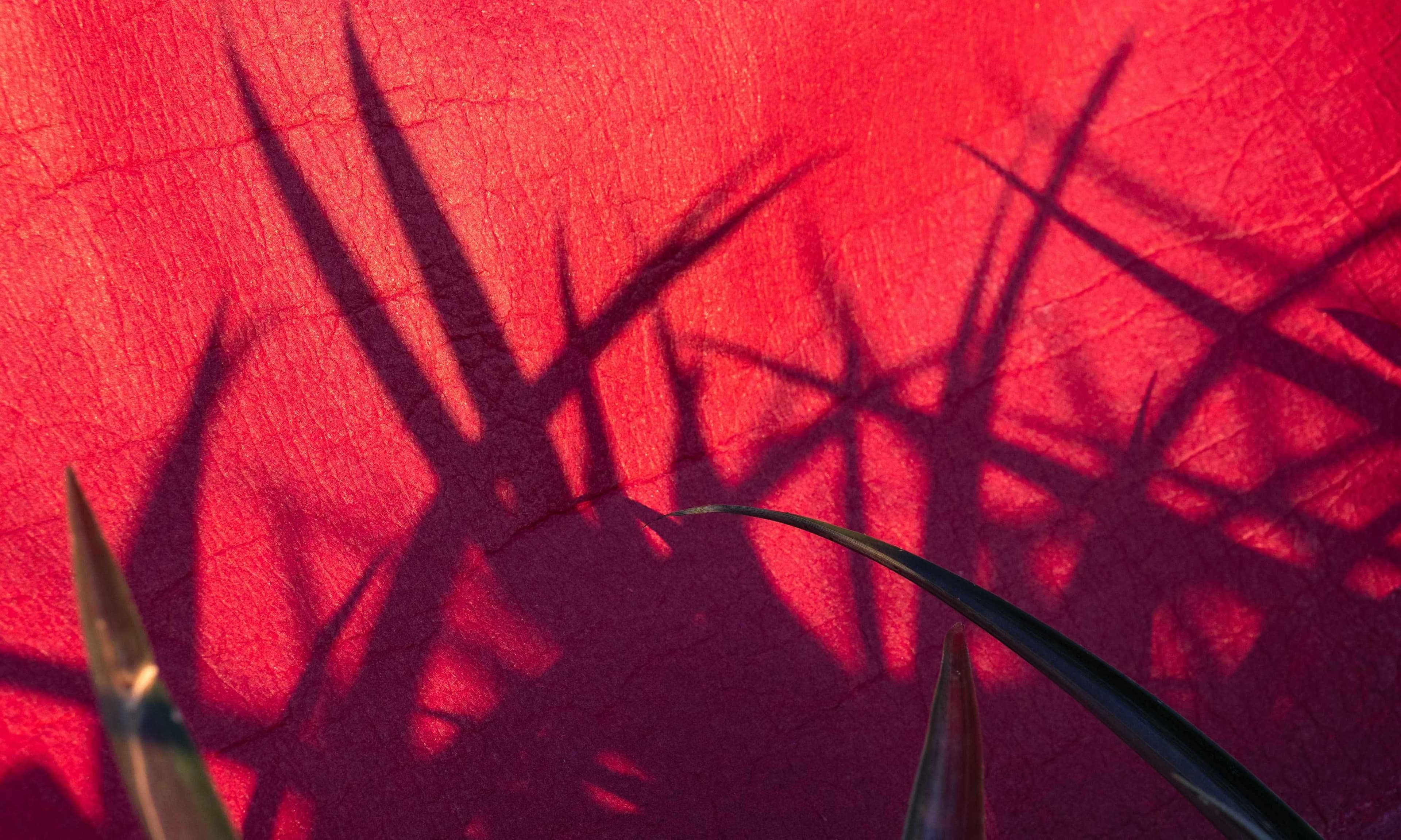 Piñatex Pineapple Leaf Shadows